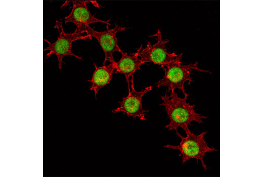 Immunofluorescence Image 2: PU.1 (9G7) Rabbit mAb (BSA and Azide Free)