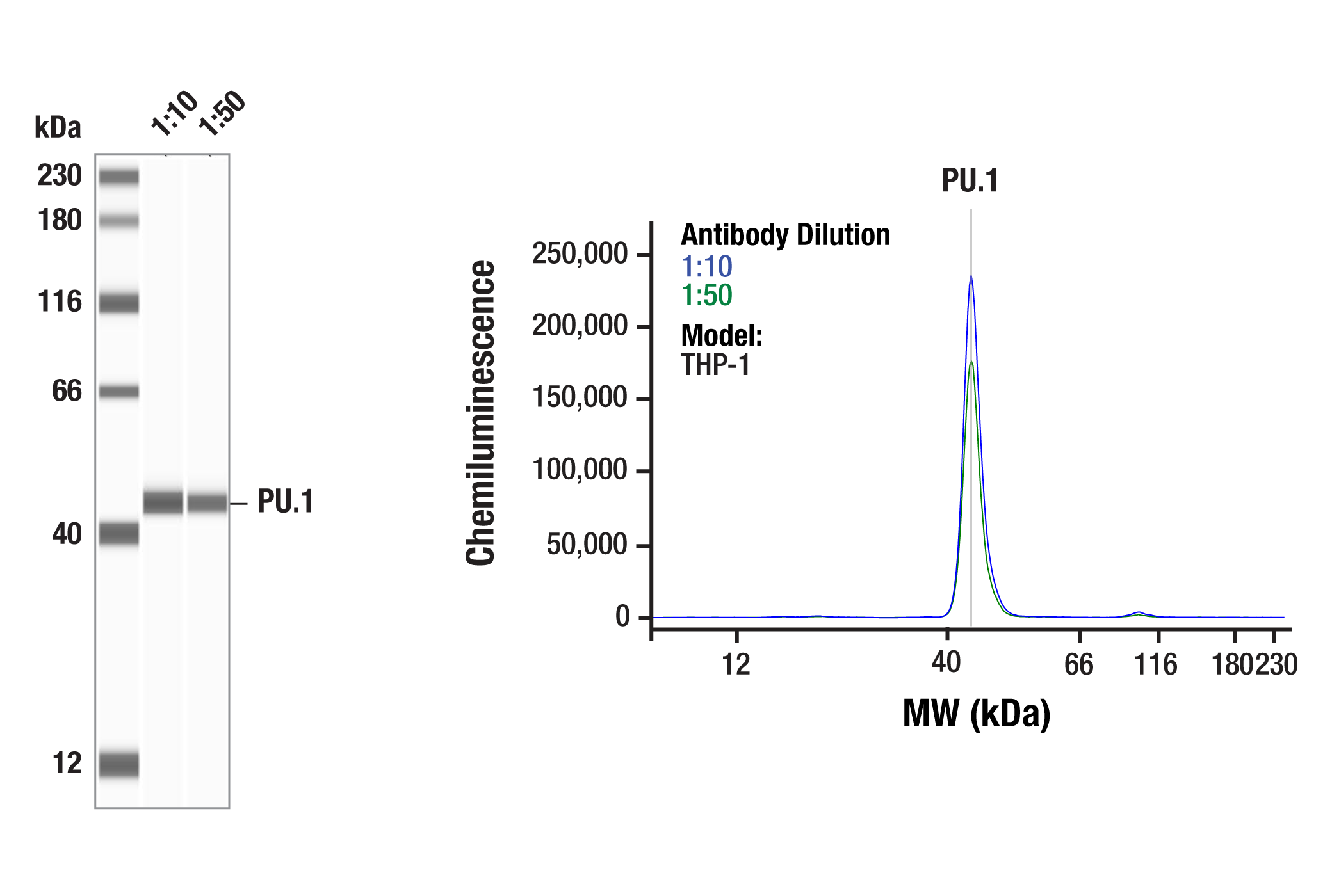 Western Blotting Image 2: PU.1 (9G7) Rabbit mAb