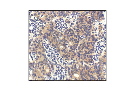 Immunohistochemistry Image 2: PP2A C Subunit (52F8) Rabbit mAb