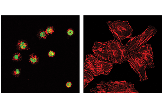 Immunofluorescence Image 1: PU.1 Antibody