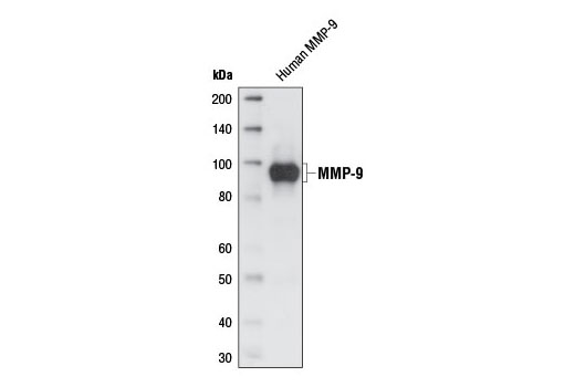 Western Blotting Image 1: MMP-9 (G657) Antibody