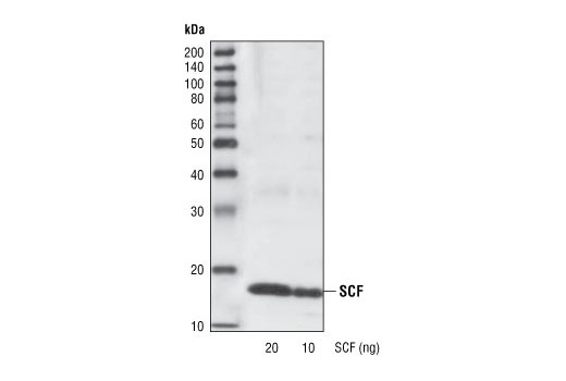 Western Blotting Image 1: SCF Antibody