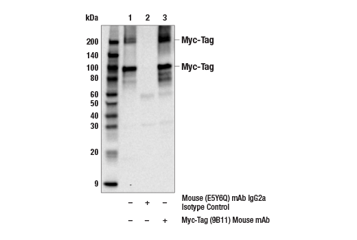 Immunoprecipitation Image 1: Myc-Tag (9B11) Mouse mAb