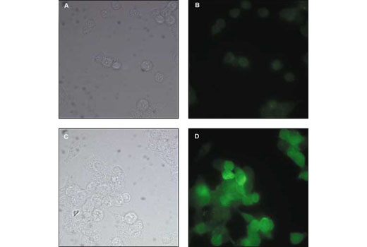 Immunofluorescence Image 1: Myc-Tag Antibody (Fluorescein Conjugate)