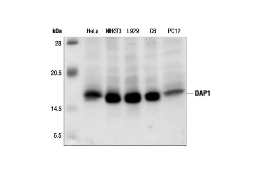 Western Blotting Image 1: DAP1 Antibody
