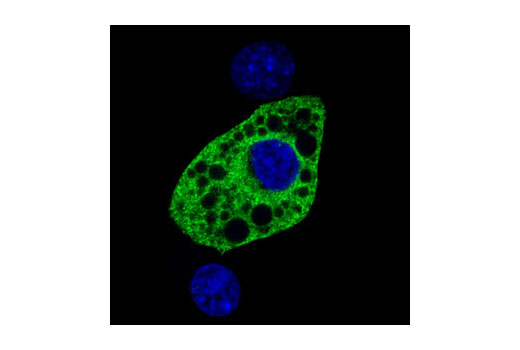 Immunofluorescence Image 1: SCD1 (R347) Antibody