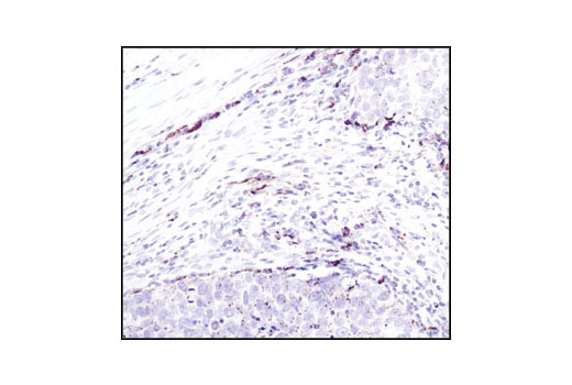 Immunohistochemistry Image 1: Cathepsin D Antibody