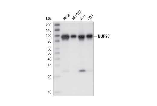 Western Blotting Image 1: NUP98 (L205) Antibody