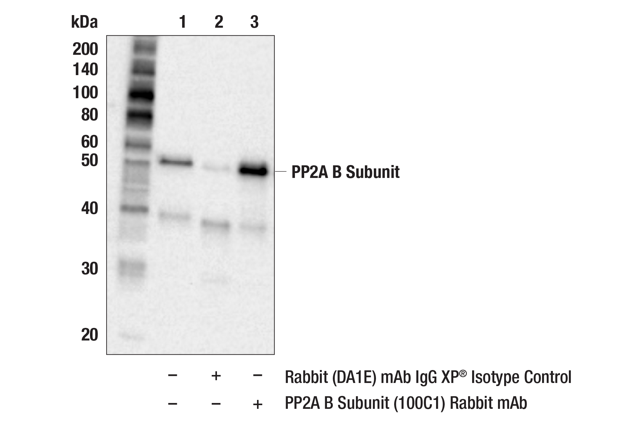 Immunoprecipitation Image 1: PP2A B Subunit (100C1) Rabbit Monoclonal Antibody