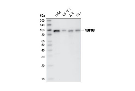 Western Blotting Image 1: NUP98 (P671) Antibody