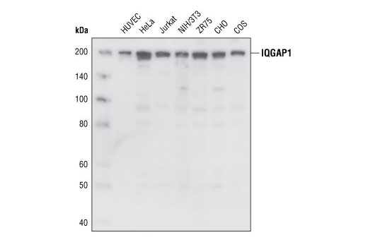 Western Blotting Image 1: IQGAP1 Antibody
