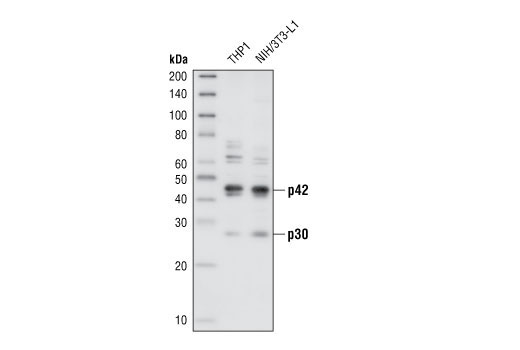 Western Blotting Image 1: C/EBPα Antibody