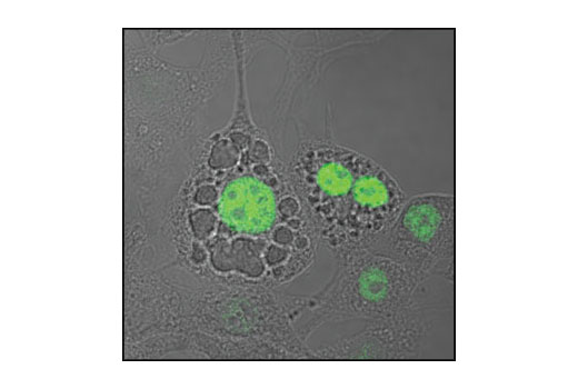 Immunofluorescence Image 1: C/EBPα Antibody