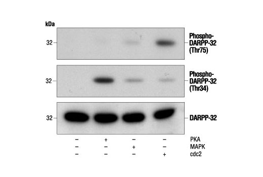 Western Blotting Image 1: Phospho-DARPP-32 (Thr75) Antibody