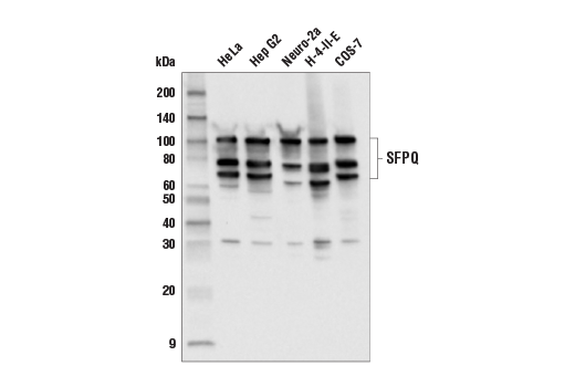 Western Blotting Image 2: SFPQ Antibody