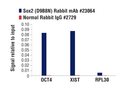 Chromatin Immunoprecipitation Image 3: Sox2 (D9B8N) Rabbit mAb