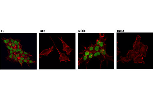 Immunofluorescence Image 2: Sox2 (D9B8N) Rabbit mAb