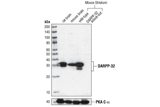  Image 3: PhosphoPlus® DARPP-32 (Thr34) Antibody Duet