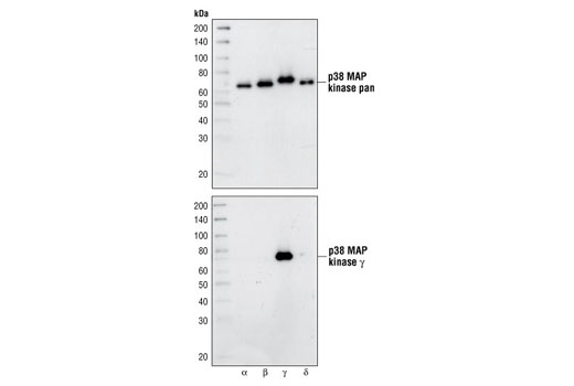  Image 1: p38 MAPK Isoform Activation Antibody Sampler Kit