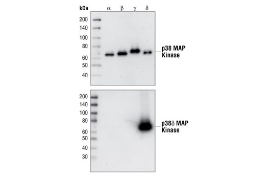  Image 2: p38 MAPK Isoform Activation Antibody Sampler Kit
