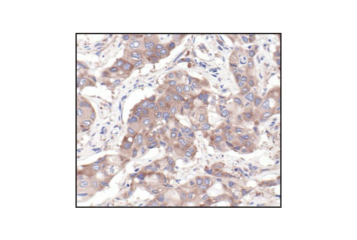 Immunohistochemistry Image 4: S6 Ribosomal Protein (54D2) Mouse mAb
