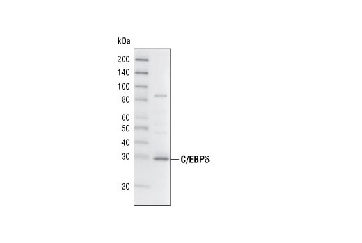 Western Blotting Image 1: C/EBPδ Antibody