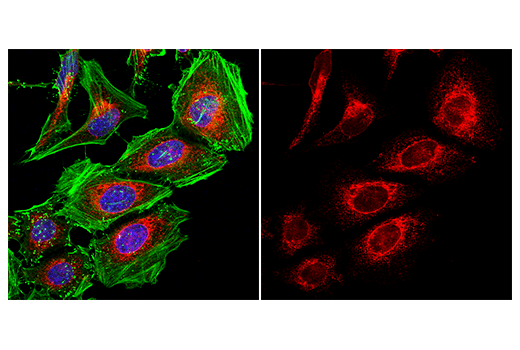 Immunofluorescence Image 1: Calnexin (C5C9) Rabbit mAb (Alexa Fluor® 555 Conjugate)