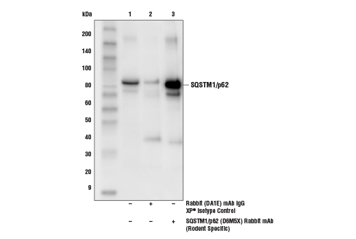  Image 28: Mouse Reactive Cell Death and Autophagy Antibody Sampler Kit