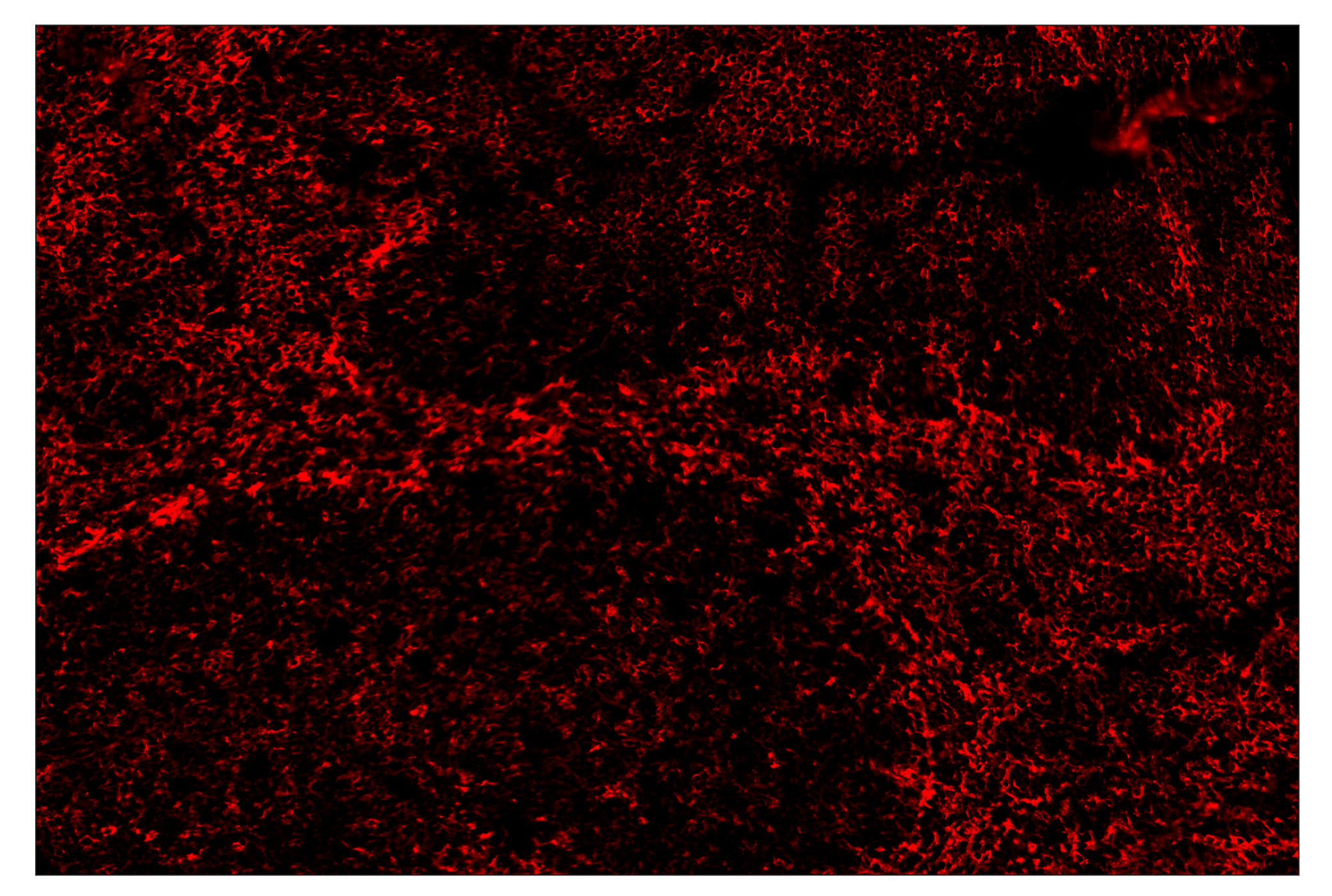 Immunohistochemistry Image 4: CD86 (E5W6H) & CO-0051-750 SignalStar™ Oligo-Antibody Pair