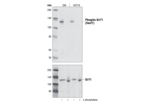 Western Blotting Image 1: Phospho-SirT1 (Ser27) Antibody