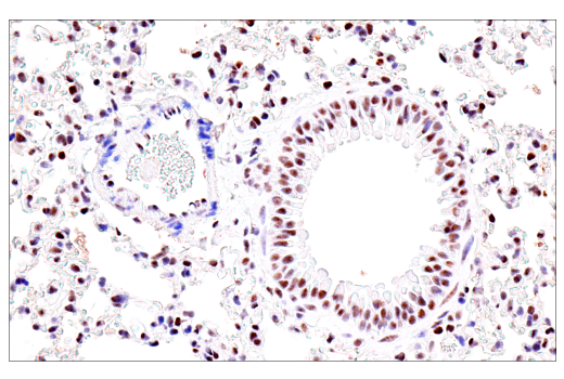 Immunohistochemistry Image 10: USP39 (E8U2M) Rabbit mAb