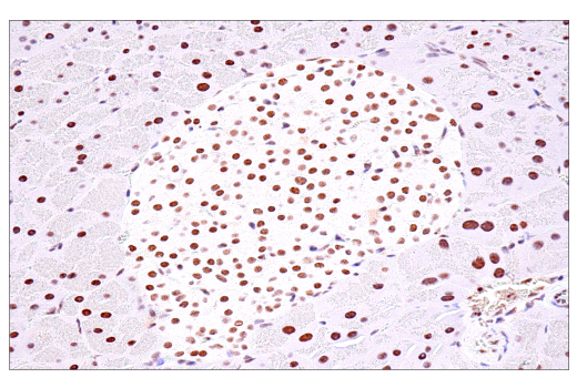 Immunohistochemistry Image 13: USP39 (E8U2M) Rabbit mAb