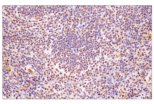 Immunohistochemistry Image 14: USP39 (E8U2M) Rabbit mAb