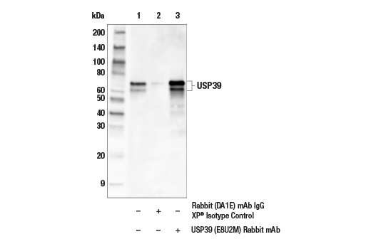 Immunoprecipitation Image 1: USP39 (E8U2M) Rabbit mAb