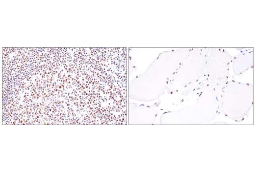 Immunohistochemistry Image 6: USP39 (E8U2M) Rabbit mAb