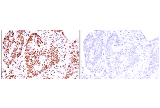 Immunohistochemistry Image 5: USP39 (E8U2M) Rabbit mAb