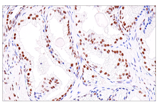 Immunohistochemistry Image 9: USP39 (E8U2M) Rabbit mAb