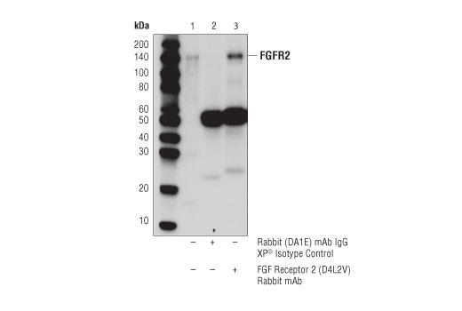 Immunoprecipitation Image 1: FGF Receptor 2 (D4L2V) Rabbit mAb