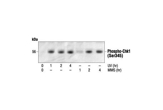 Western Blotting Image 1: Phospho-Chk1 (Ser345) Antibody