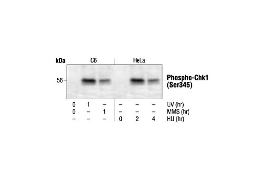 Western Blotting Image 2: Phospho-Chk1 (Ser345) Antibody