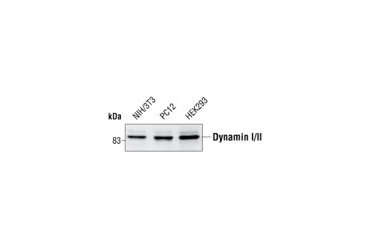 Western Blotting Image 1: Dynamin I/II Antibody