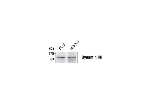 Immunoprecipitation Image 1: Dynamin I/II Antibody