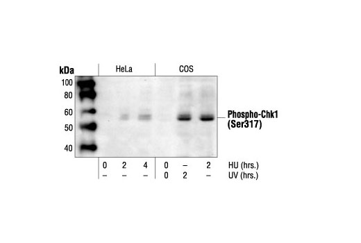 Western Blotting Image 1: Phospho-Chk1 (Ser317) Antibody