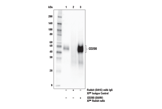  Image 10: Pancreatic Marker IHC Antibody Sampler Kit