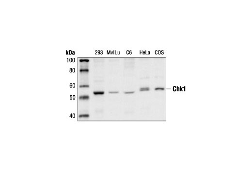 Western Blotting Image 1: Chk1 Antibody