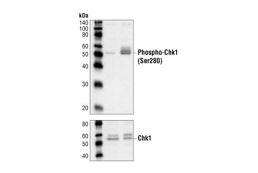 Western Blotting Image 1: Phospho-Chk1 (Ser280) Antibody
