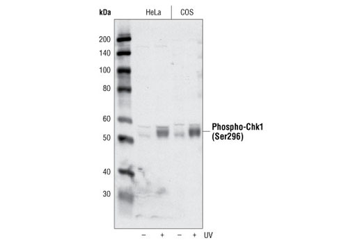 Western Blotting Image 1: Phospho-Chk1 (Ser296) Antibody