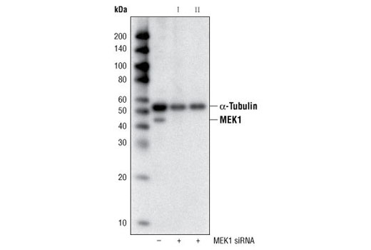 Western Blotting Image 3: MEK1 (61B12) Mouse mAb
