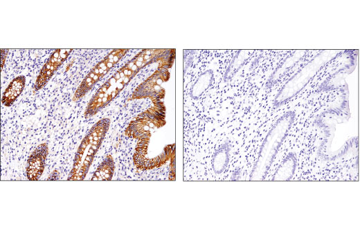 Immunohistochemistry Image 2: Na,K-ATPase α1 (D4Y7E) Rabbit mAb