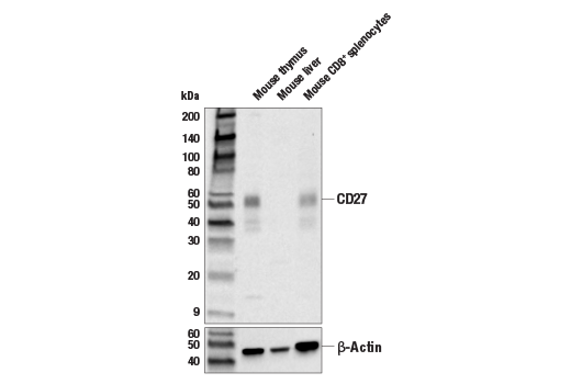 Western Blotting Image 1: CD27 Antibody